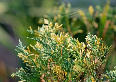 Yakın plan Juniperus Chinensis ya da Çinli ardıç doğa arka planında izole edildi