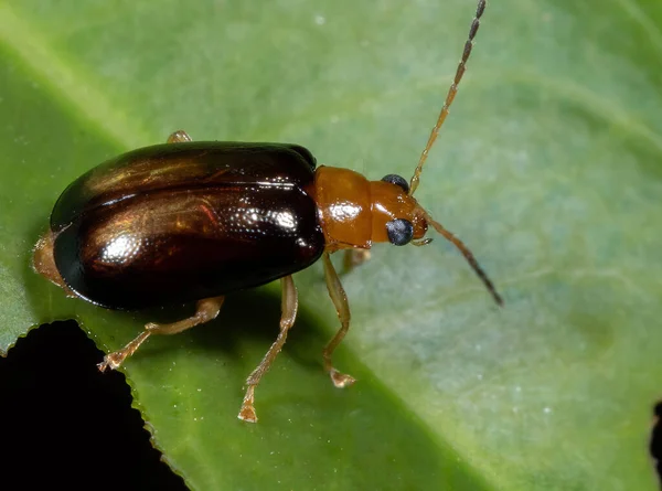 Macro Fotografie Van Kleine Kever Groen Blad — Stockfoto