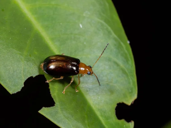 Yeşil Yaprak Üzerinde Küçük Böceğin Makro Fotoğrafı — Stok fotoğraf