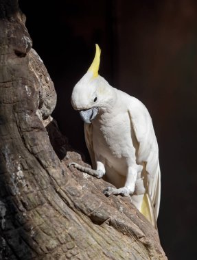 Yakın plan Sarı Tepeli Kakadu Arkaplan 'a tünemiş