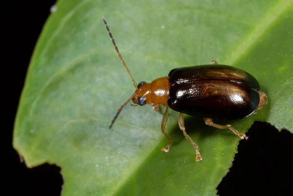 Macro Fotografie Van Kleine Kever Groen Blad — Stockfoto