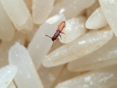 Testere dişli Tahıl Böceğinin Çiğ Pirinç Üzerine Makro Fotoğrafı
