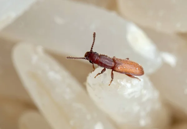 Macro Photography of Sawtoothed Grain Beetle on Raw Rice