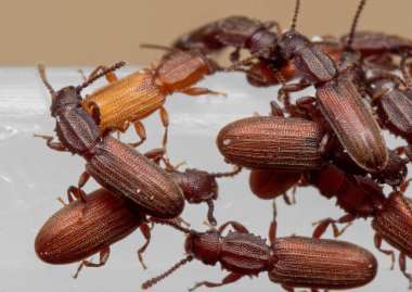 Beyaz Plastik Kutuda Testere Dişli Tahıl Böceği Grubu Makro Fotoğrafları