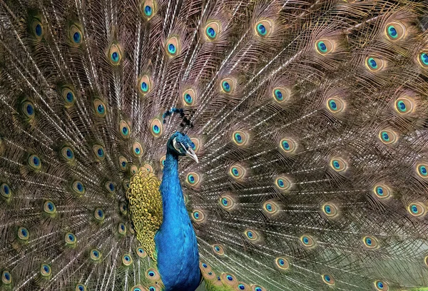 Closeup Male Indian Peafowl Indian Peacock Spreading Feathers — 图库照片