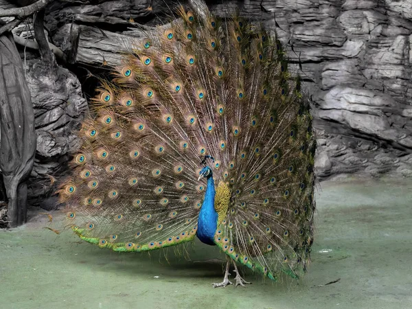 Closeup Male Indian Peafowl Indian Peacock Spreading Feathers — 图库照片