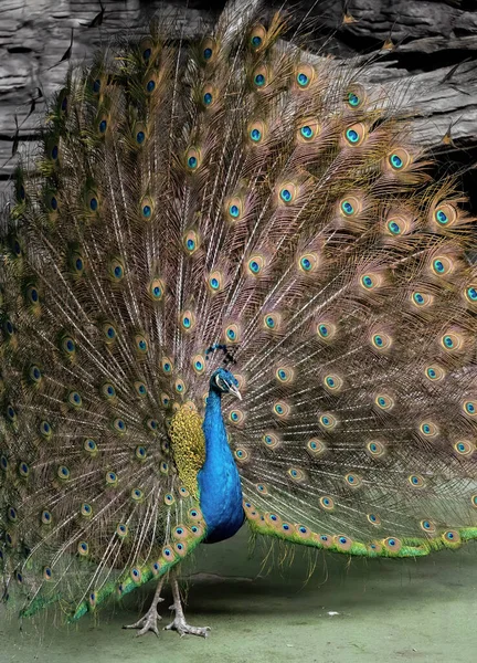 Primer Plano Macho Indio Peafowl Pavo Real Indio Extiende Plumas — Foto de Stock