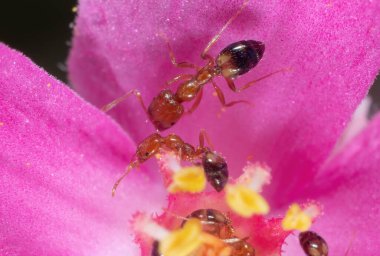 Pembe Çiçek Üzerine Küçük Karıncalar Grubu Makro Fotoğrafı