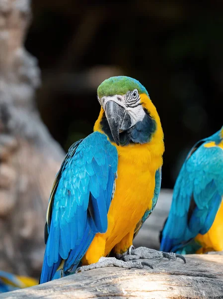 Closeup Blue Gold Macaw Sedí Větvi Izolované Rozmazaném Pozadí — Stock fotografie