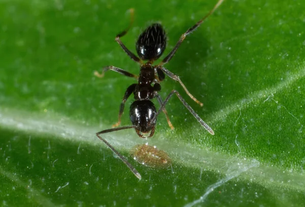 Inggris Macro Photography Tiny Black Garden Ant Green Leaf — Stok Foto