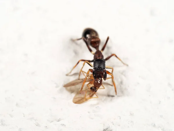 Karınca Taklitçi Örümceğin Beyaz Yerdeki Avını Isırmasının Makro Fotoğrafı — Stok fotoğraf