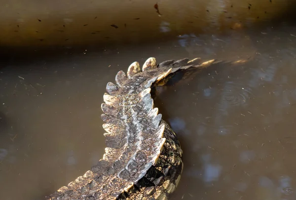 Closeup Cauda Crocodilo Estava Flutuando Pântano — Fotografia de Stock
