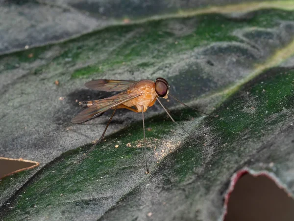 Yeşil Yaprak Üzerinde Turuncu Soyguncu Fly Makro Fotoğrafçılık — Stok fotoğraf