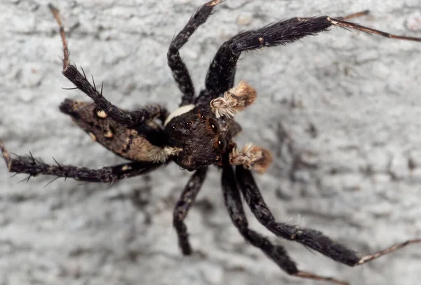 Macro Fotografía Portia Saltando Araña Pared — Foto de Stock