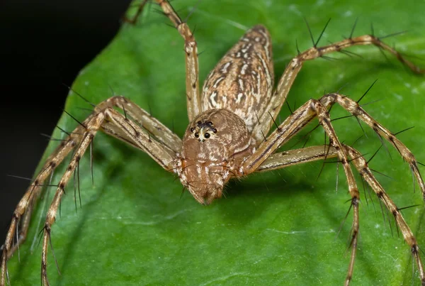 Makro Photography Spider Green Leaf — Stock Fotó