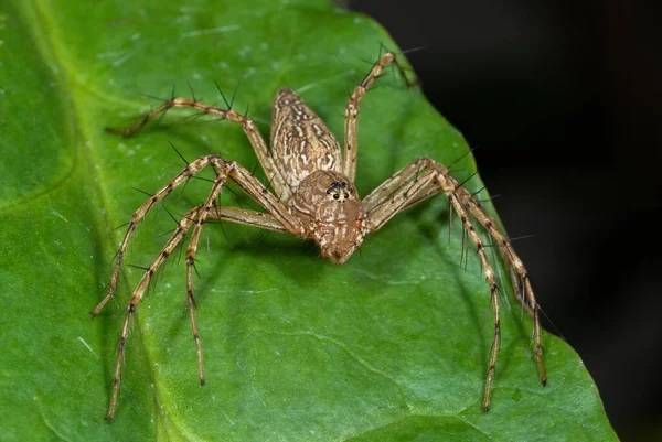 Makro Photography Spider Green Leaf — Stock Fotó