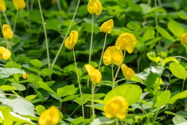 Pinto Peanut ya da Arachis Pintoi Grubu 'nun Doğa Arkaplanı Üzerine Kapanışı