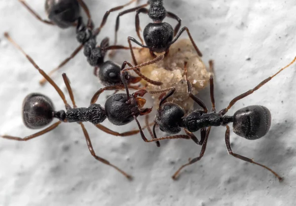 Siyah Karınca Grubu Nun Makro Fotoğrafları Gıda Taşımada Birbirine Yardım — Stok fotoğraf