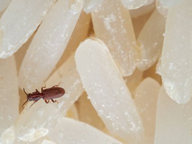 Testere dişli Tahıl Böceğinin Çiğ Pirinç Üzerine Makro Fotoğrafı