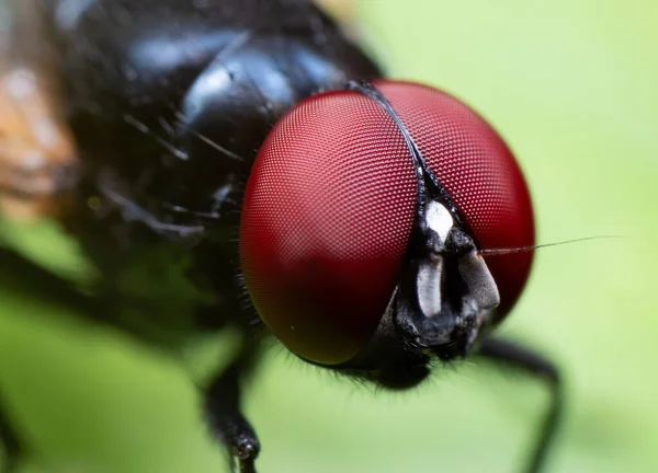 Macro Fotografia Black Fly Foglia Verde — Foto Stock