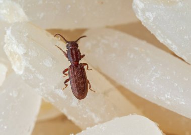 Testere dişli Tahıl Böceğinin Çiğ Pirinç Üzerine Makro Fotoğrafı
