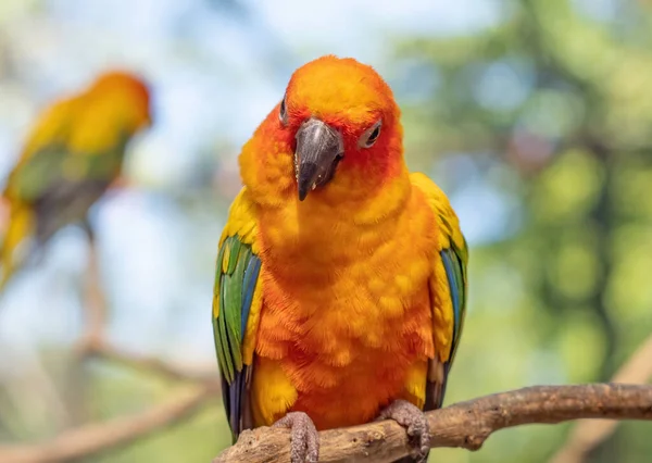 Closeup Sun Conure Parrot Perched on Branch Isolated on Background