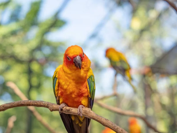 Closeup Sun Conure Papoušek Usazený Větvi Izolované Pozadí — Stock fotografie