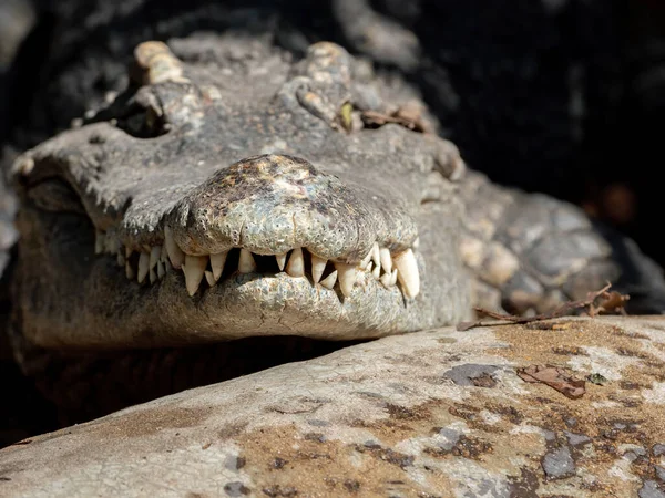 Κοντινό Πλάνο Κεφάλι Του Κροκόδειλου Δόντια Απομονώνονται Στο Παρασκήνιο — Φωτογραφία Αρχείου
