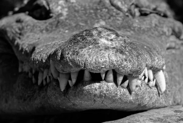 Closeup Cabeça Crocodilo Com Dentes Isolados Fundo Preto Branco — Fotografia de Stock