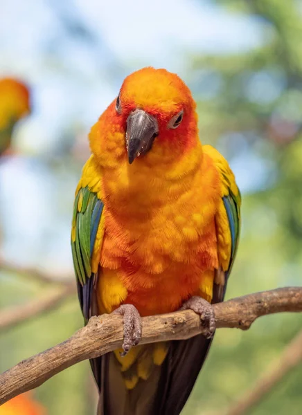 Closeup Sun Conure Papoušek Usazený Větvi Izolované Pozadí — Stock fotografie
