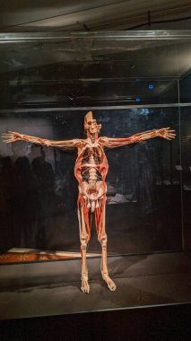 Body Worlds Sergisi