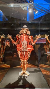 Body Worlds Sergisi