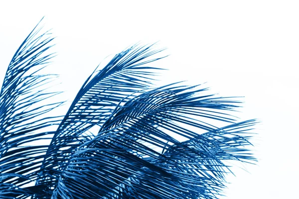 Achtergrond van palm bladeren afgezwakt in trendy kleur — Stockfoto