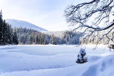 Kış gölü ve orman manzarası.