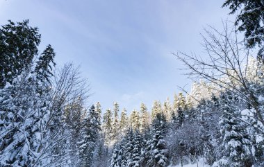 Kış aylarında mavi gökyüzünü aşağıdan seyret. Ağaçların tepeleri karlı..
