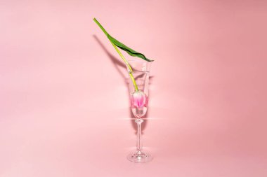 Pembe lale bardakta baş aşağı durur ve pembe arka planda parlar.