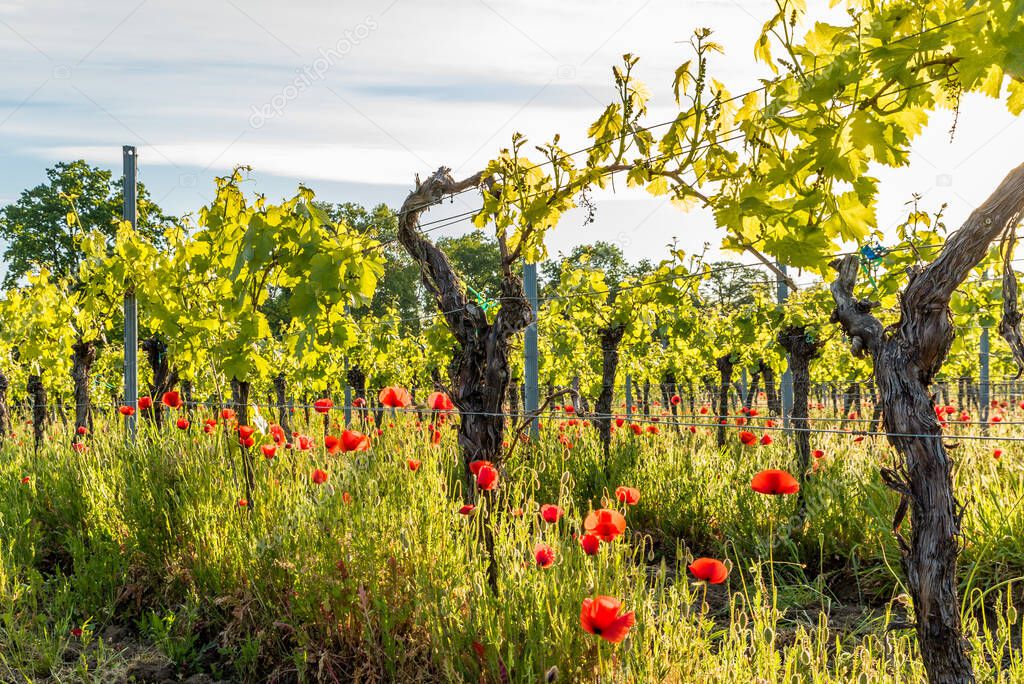 Vineyard with Corn Poppy in the Sunlight, German Wine Route, Rheinland-Palatinate, Germany
