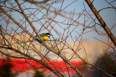 Meme kışın bir ağaç dalına oturur.