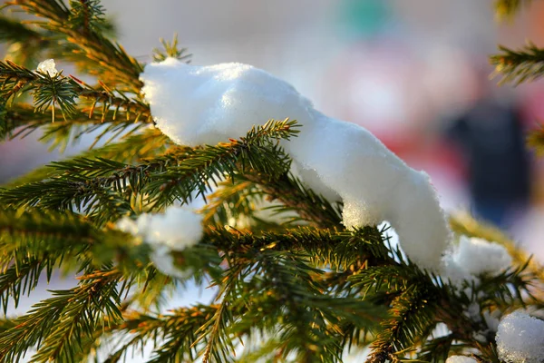  Kar ladin dalında yatıyor.