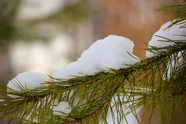 Kar yalanlar üzerine bir çam dalı