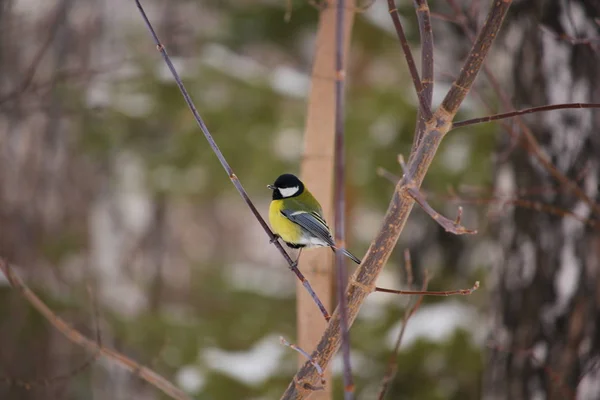 Tit Bird Sits Branch Winter — ストック写真