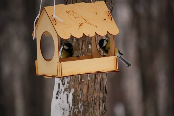 Two Tits Sat Feeding Trough Peck — Zdjęcie stockowe