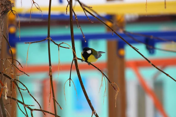 Pájaro Teta Sienta Una Rama — Foto de Stock