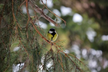  Meme kışın ladin dalında oturur.