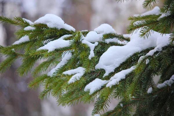 Snow Lies Branch Spruce — Stock Photo, Image