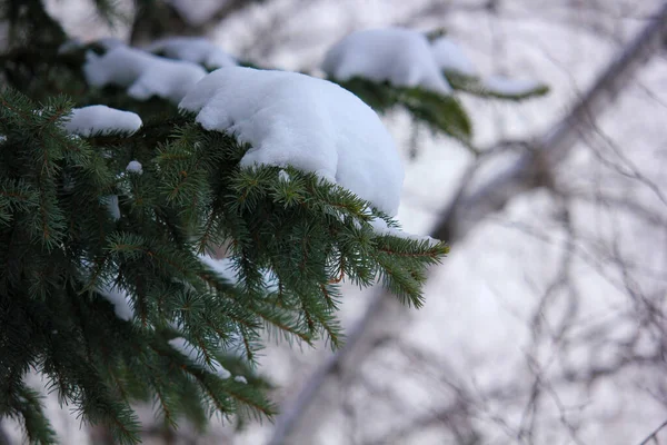 雪地上的蓝色云杉枝条 — 图库照片