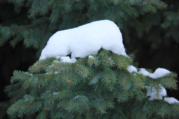 Branches Épinette Bleue Dans Neige — Photo