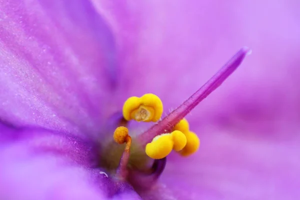  yakın çekim menekşesi, tokmaklı ve erkeksi