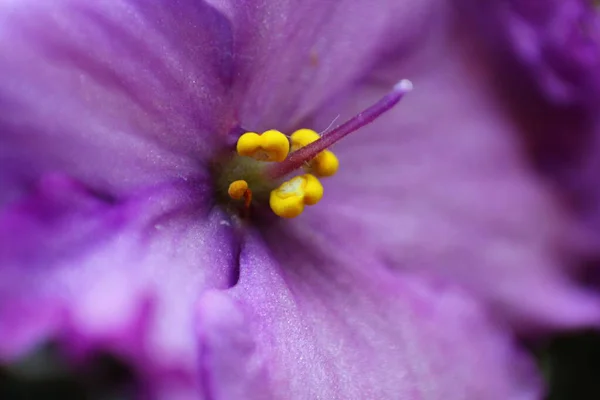 Close Violet Violet Pestle Stamens — Stock Photo, Image