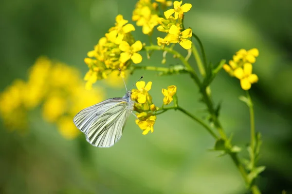 Vit Fjäril Gul Blomma — Stockfoto